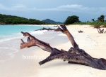 beach of wood ls5w.jpg