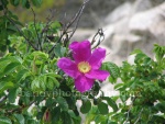 Purple sample alone Item#771w