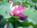 pink pad g3w.jpg