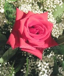 love roseg1w.jpg
