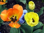 Poppies - Item# L.144w