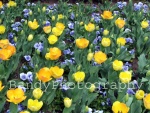 Blue & Yellow Poppies- Item# L.145w Album: